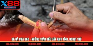 Đá Gà Cựa Dao - Những Trận Đấu Đầy Kịch Tính, Nghẹt Thở