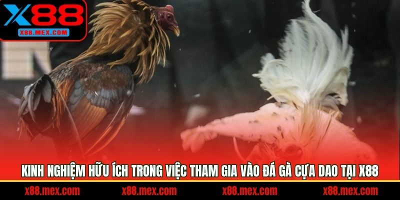 Kinh nghiệm hữu ích trong việc tham gia vào đá gà cựa dao tại X88