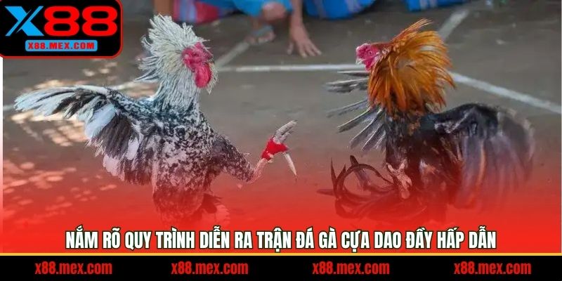 Một số quy định cần nắm khi tham gia chọi gà cựa dao