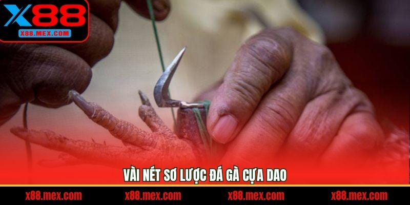 Vài nét sơ lược đá gà cựa dao
